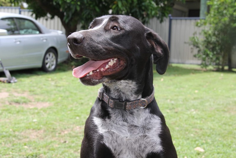 Adopt Joyce from Hervey Bay QLD AdoptADog