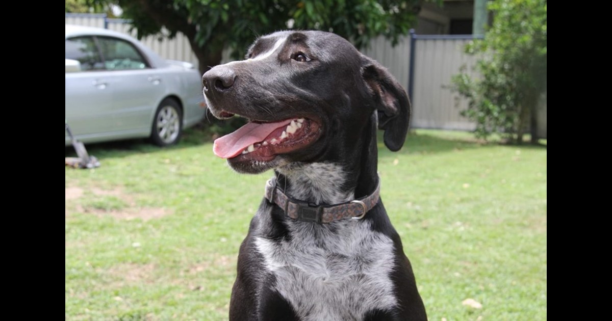 Adopt Joyce from Hervey Bay QLD AdoptADog
