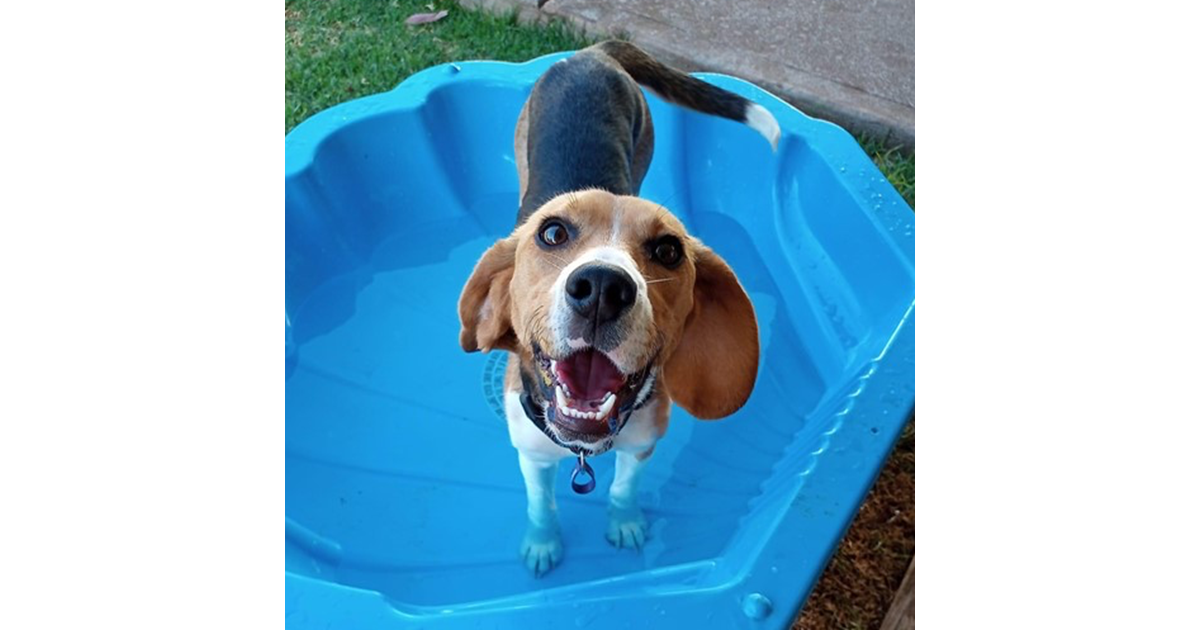 Adopt Flossy From Willaston SA Adopt A Dog adopt-flossy-from-willaston-sa-adopt-a-dog