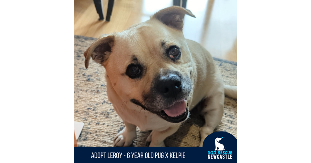 Adopt Leroy (On Trial) from Newcastle West NSW AdoptADog