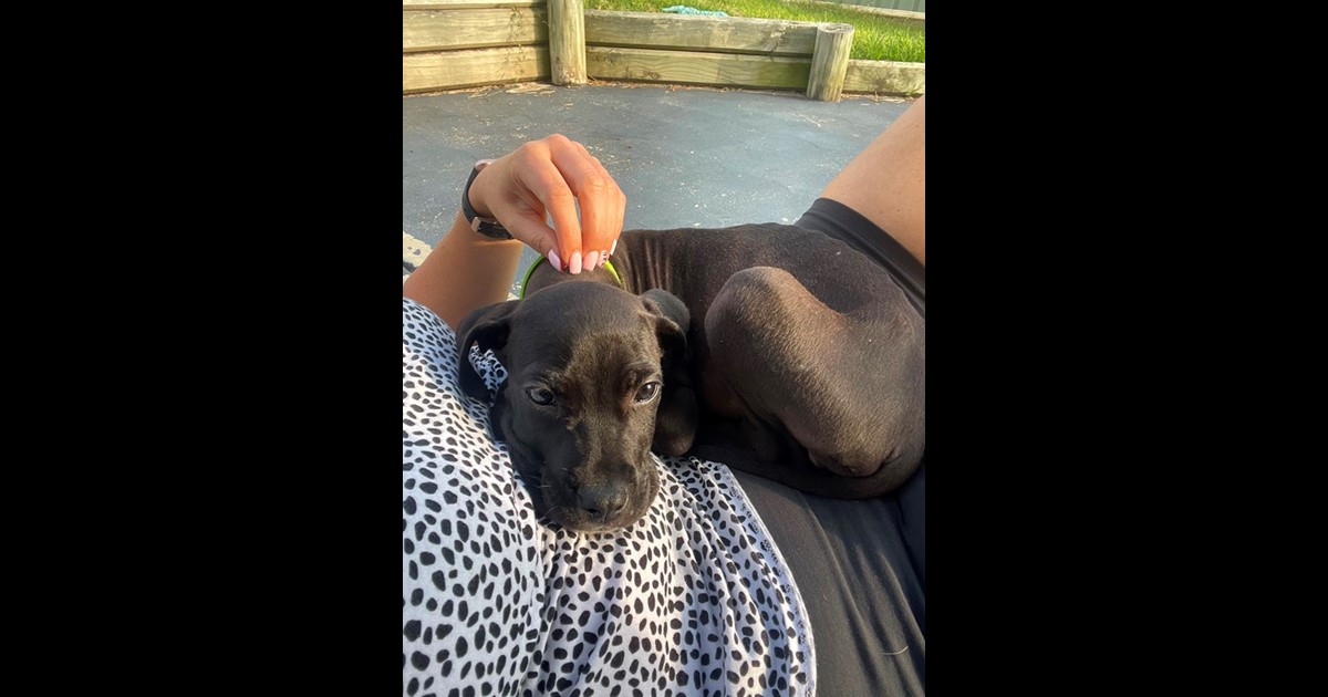 Adopt Rose from Edgeworth NSW AdoptADog