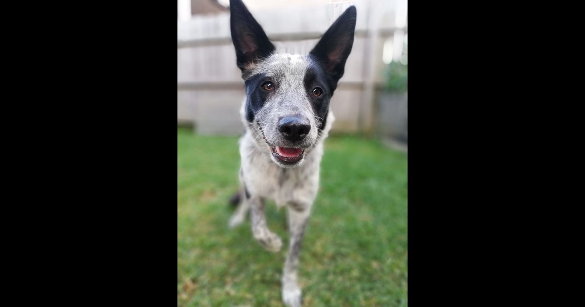 Adopt Annie from Toowoomba QLD AdoptADog