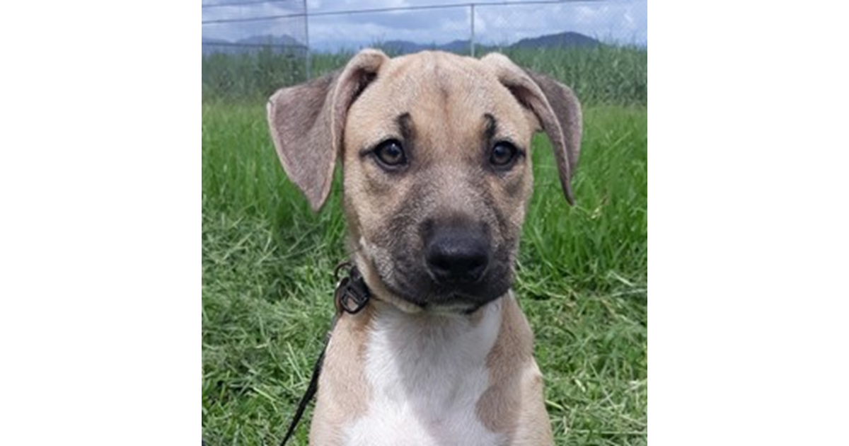 Adopt Nina from Murwillumbah, NSW, 2484 NSW AdoptADog