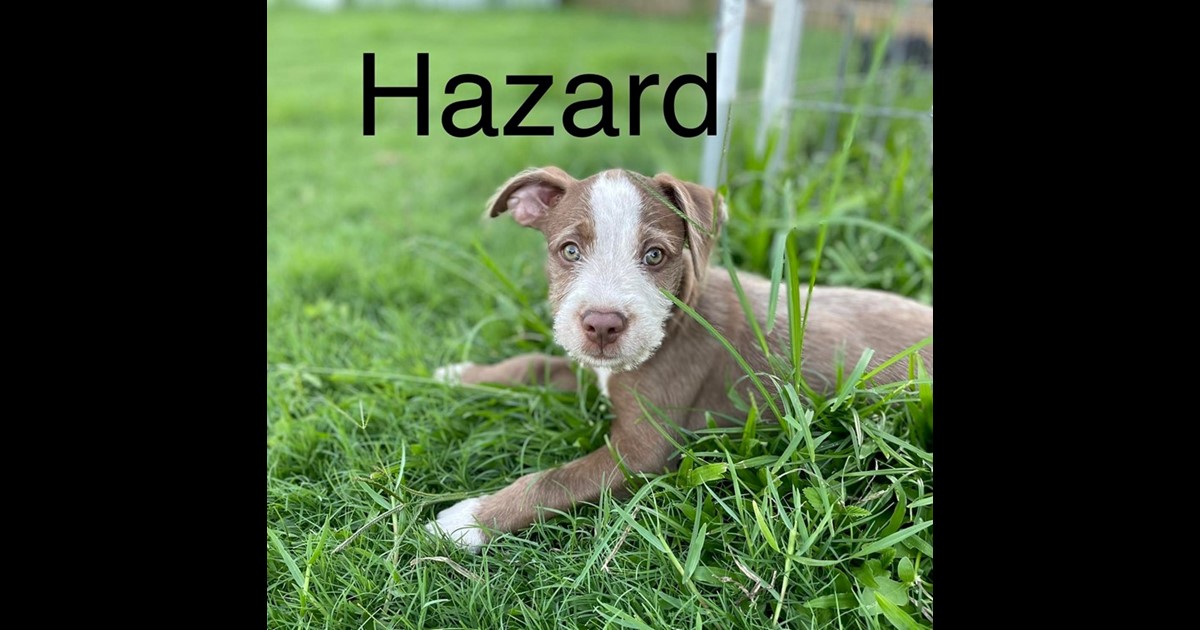 Adopt HAZARD from Bluewater park QLD AdoptADog