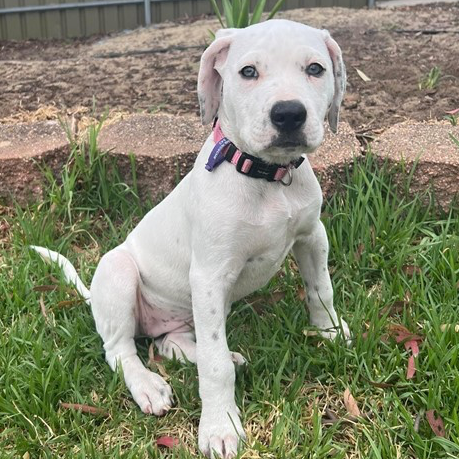 Adopt Star from Onkaparinga Hills SA AdoptADog