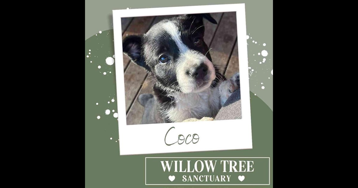 Adopt Coco from Newcastle NSW AdoptADog