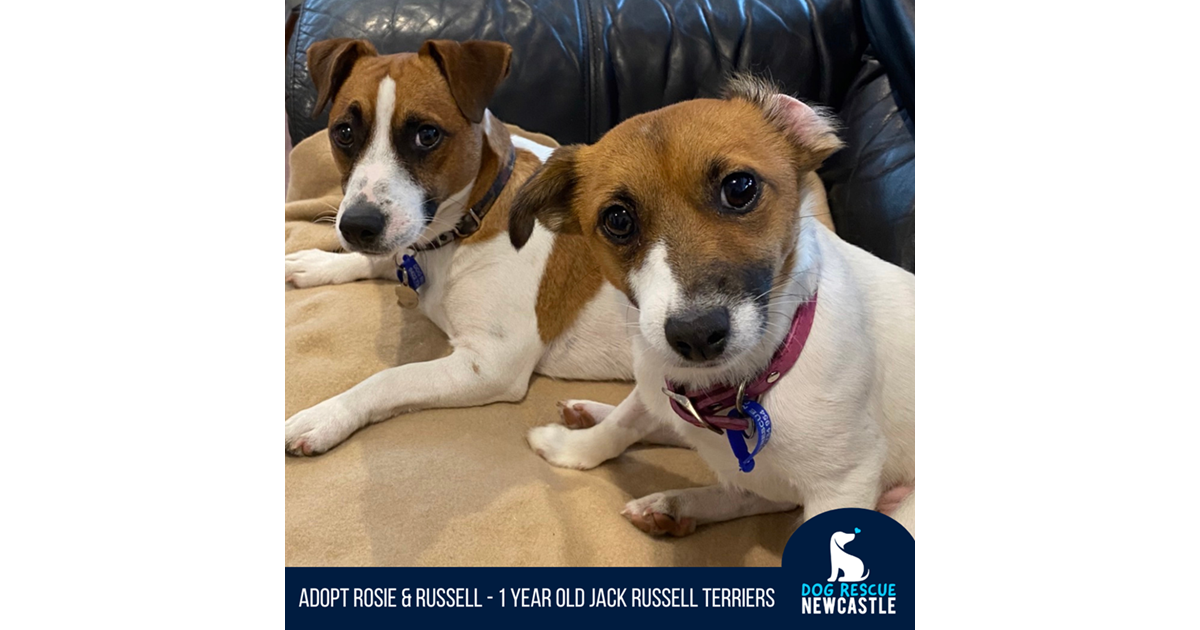 Adopt Rosie (On Trial) from Newcastle NSW AdoptADog