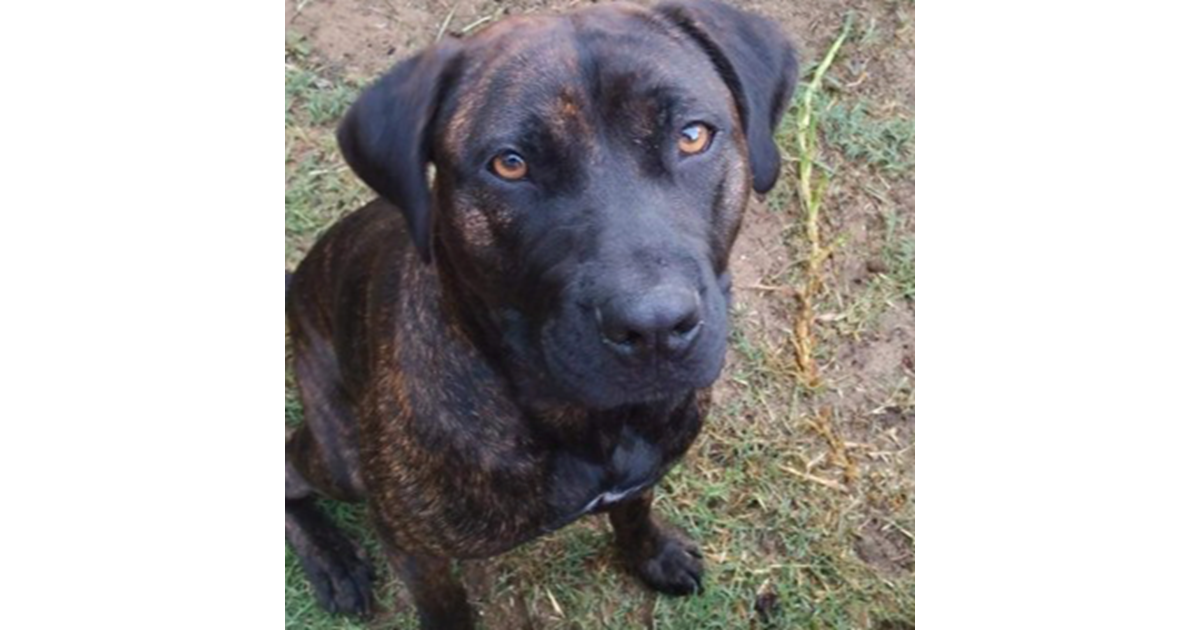 Adopt Kya from Perth WA AdoptADog