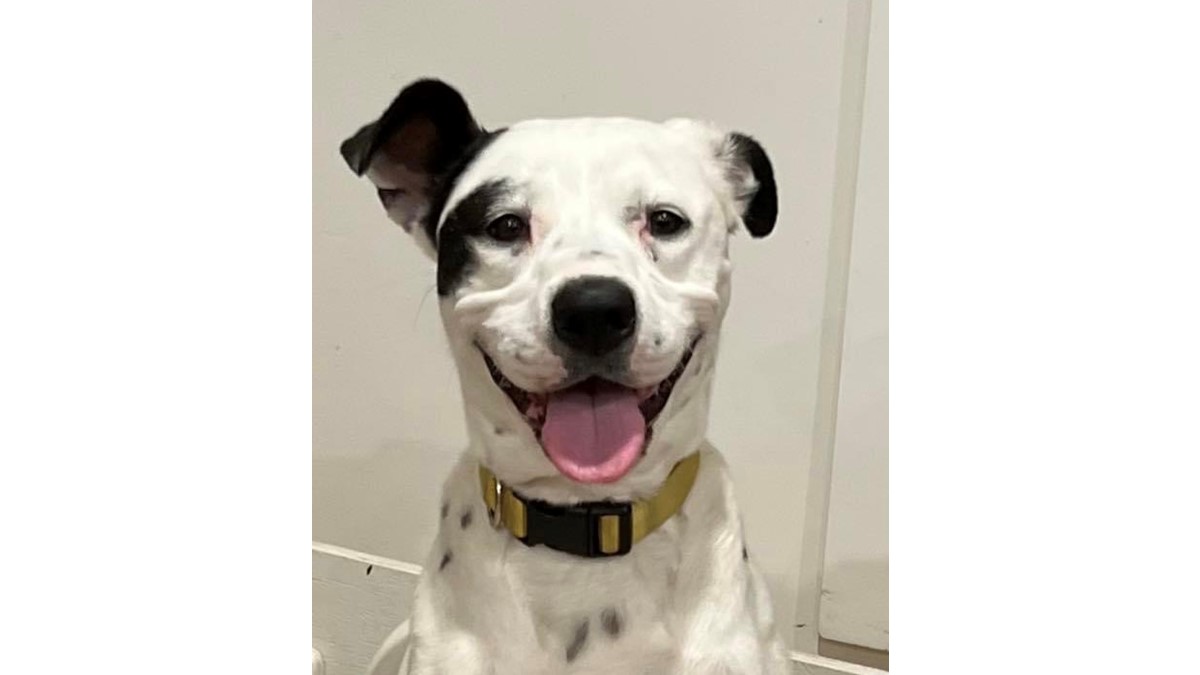 Adopt Sofie from WALLAN VIC | Adopt-A-Dog Adopt Sofie from WALLAN VIC | Adopt-A-Dog