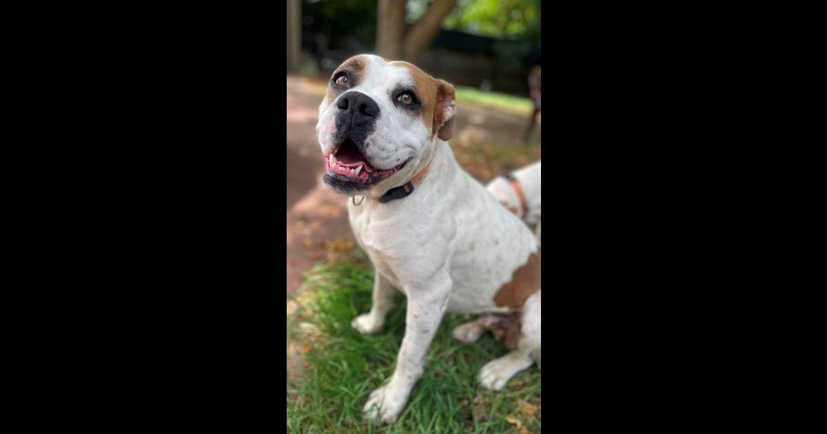 Adopt Peanut Brittle from WATSONIA VIC AdoptADog