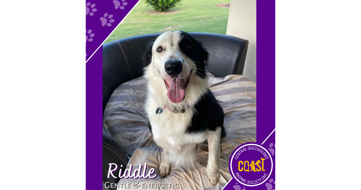 Adopt Riddle from Rockhampton QLD AdoptADog