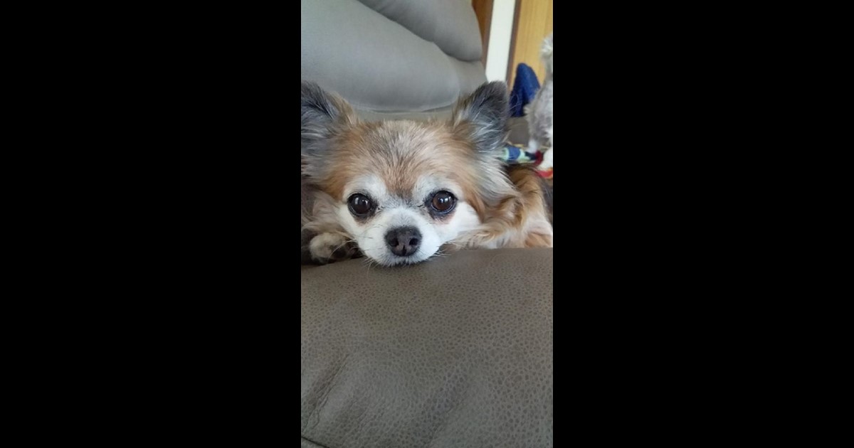 Adopt Charlotte from Wonthaggi VIC AdoptADog