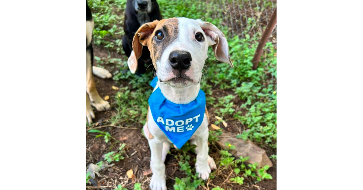 Adopt Crumpet from North Ipswich QLD | Adopt-A-Dog