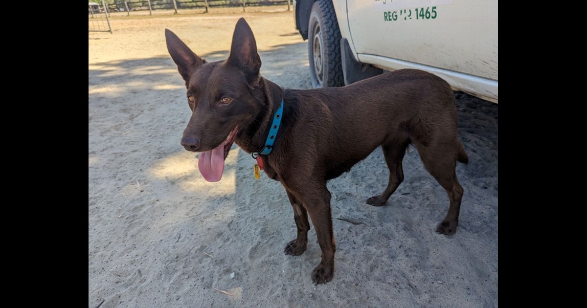 Adopt Anni from Busselton WA AdoptADog
