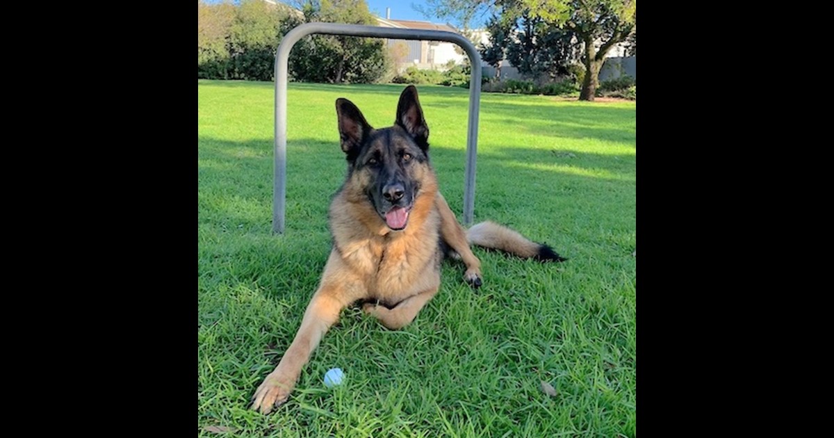 Adopt MJ from Adelaide SA AdoptADog