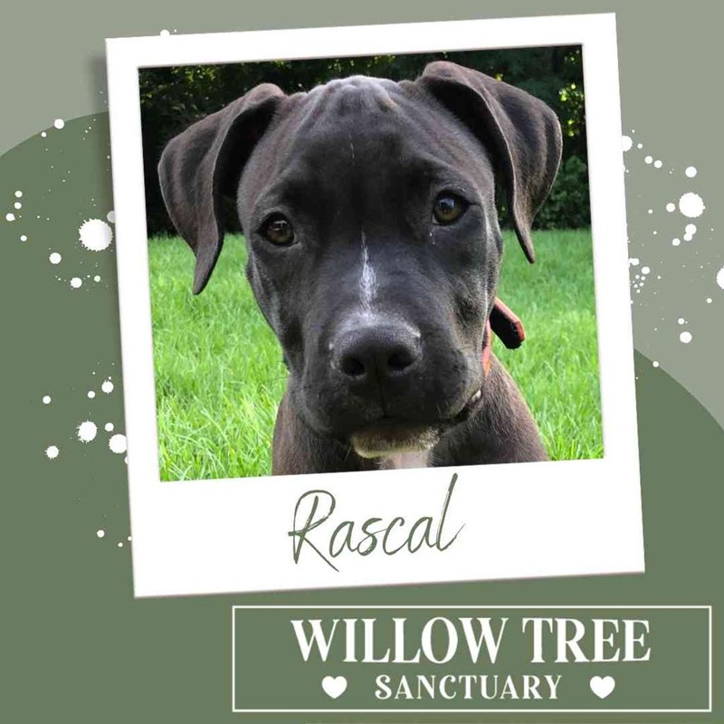 Adopt Rascal from Sunshine Coast QLD | Adopt-A-Dog