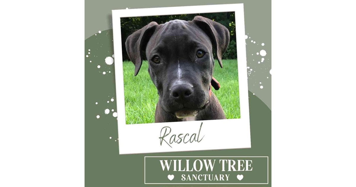 Adopt Rascal from Sunshine Coast QLD | Adopt-A-Dog