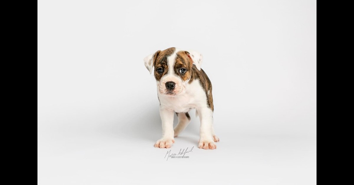 Adopt Scout from Mudgeeraba QLD AdoptADog