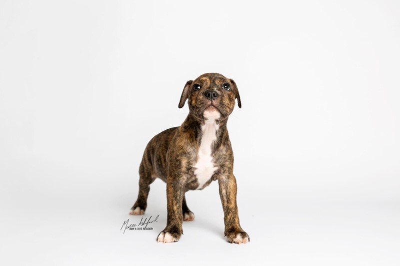 Adopt Puck from Mudgeeraba QLD AdoptADog