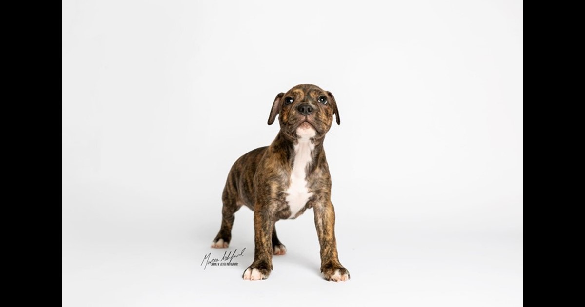 Adopt Puck from Mudgeeraba QLD AdoptADog