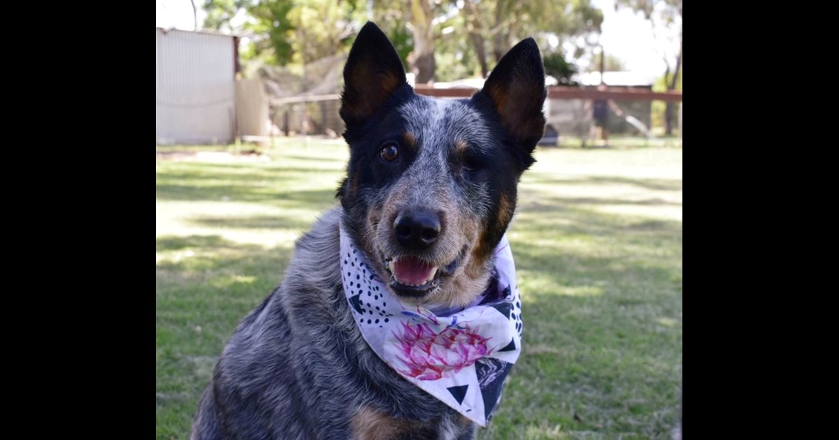 Adopt Dixie from Toowoomba QLD AdoptADog