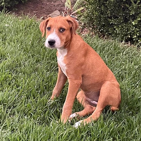 Adopt Jenny from Aldinga Beach SA AdoptADog