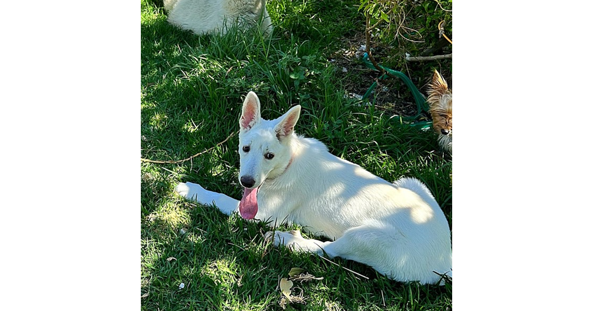 Adopt Meadow from Mandurah WA AdoptADog