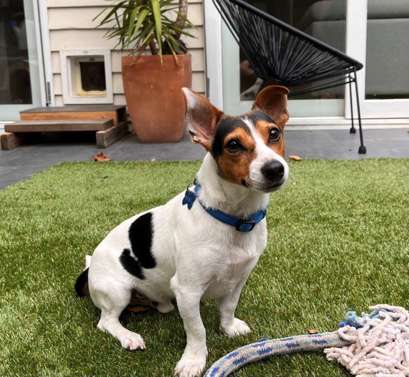 Adopt Max Overton from Kilsyth VIC AdoptADog