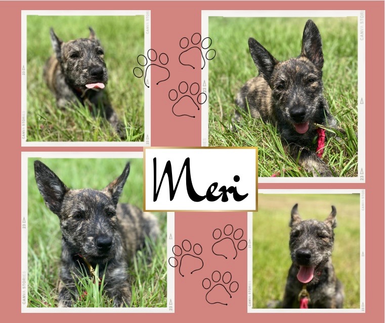 Adopt Meri from Brisbane QLD | Adopt-A-Dog