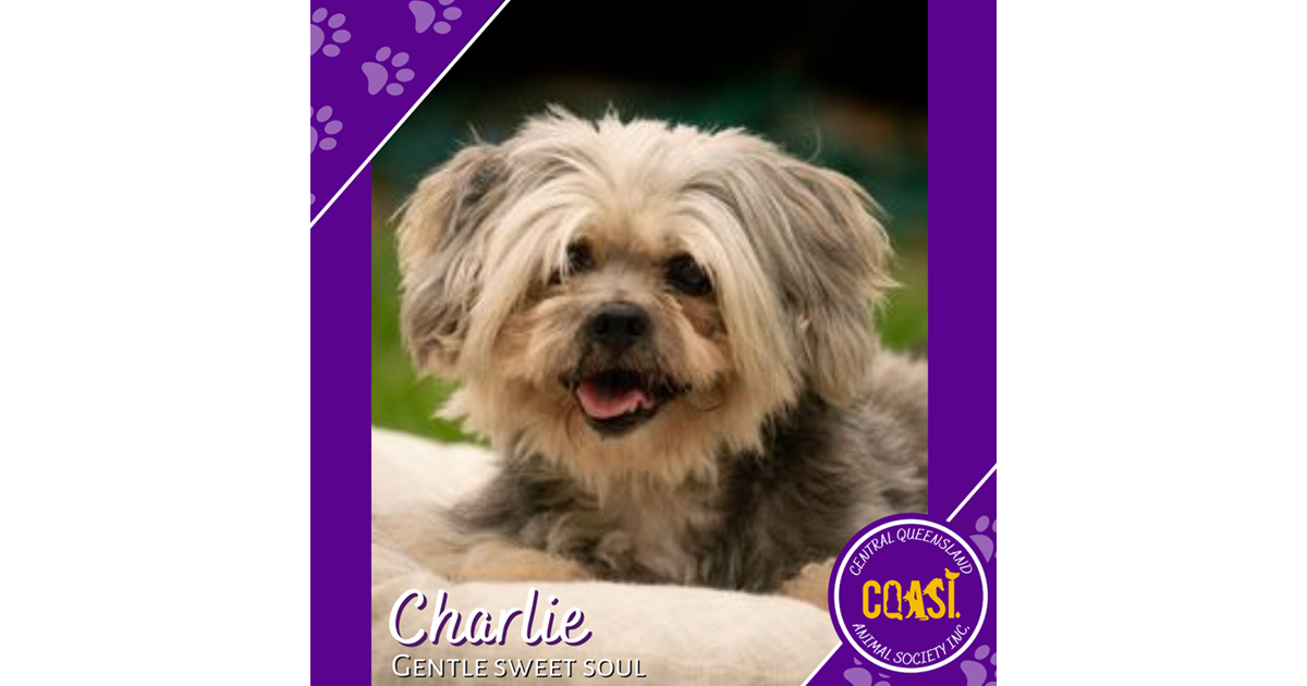 Adopt Charlie from Rockhampton QLD AdoptADog
