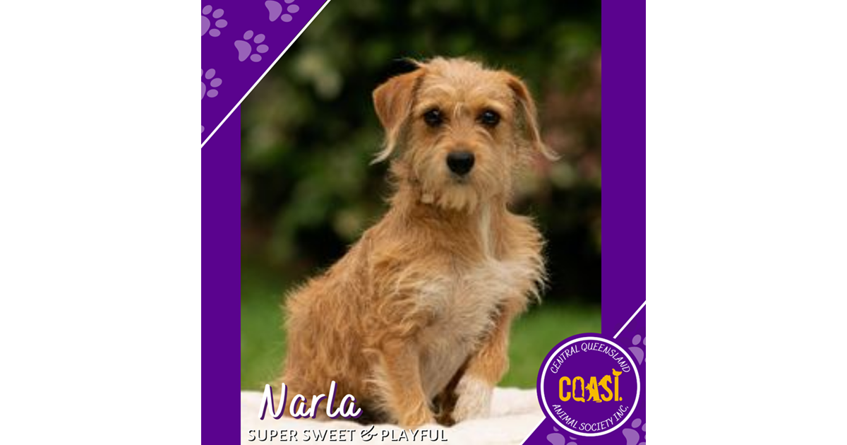 Adopt Narla from Rockhampton QLD AdoptADog