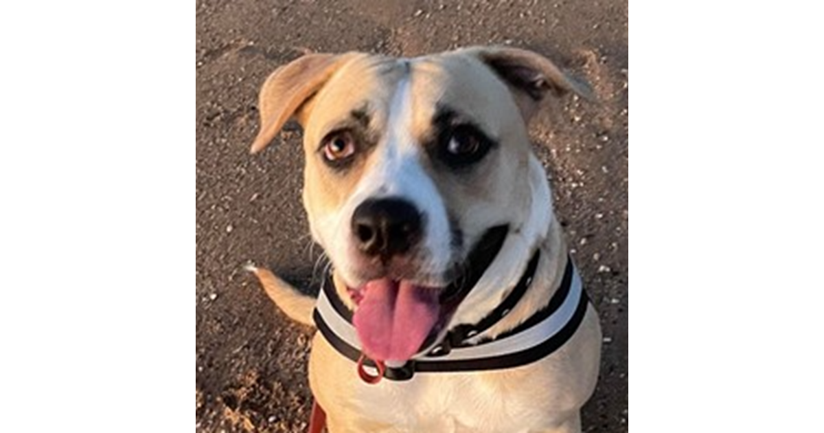 Adopt Summer from Brisbane QLD AdoptADog