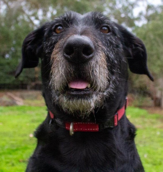 Adopt Nero Grimaldi from Anglesea VIC AdoptADog