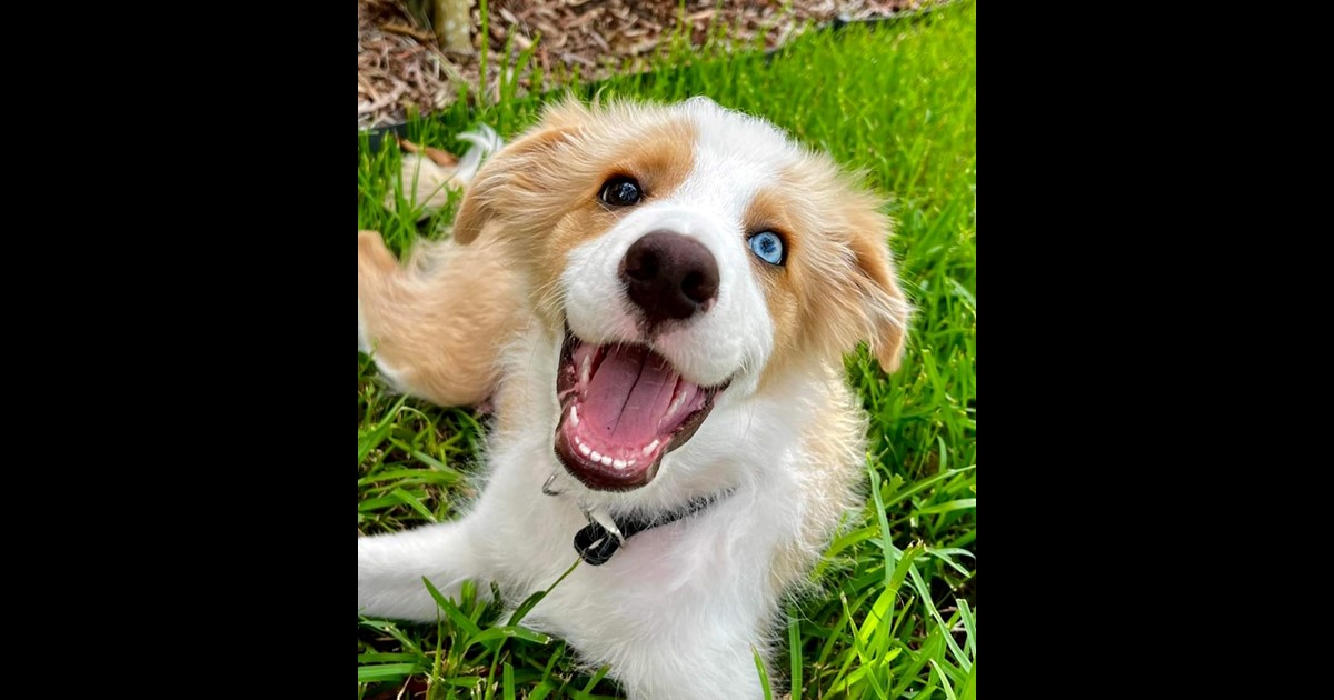 adopt-maxy-from-sunshine-coast-qld-adopt-a-dog