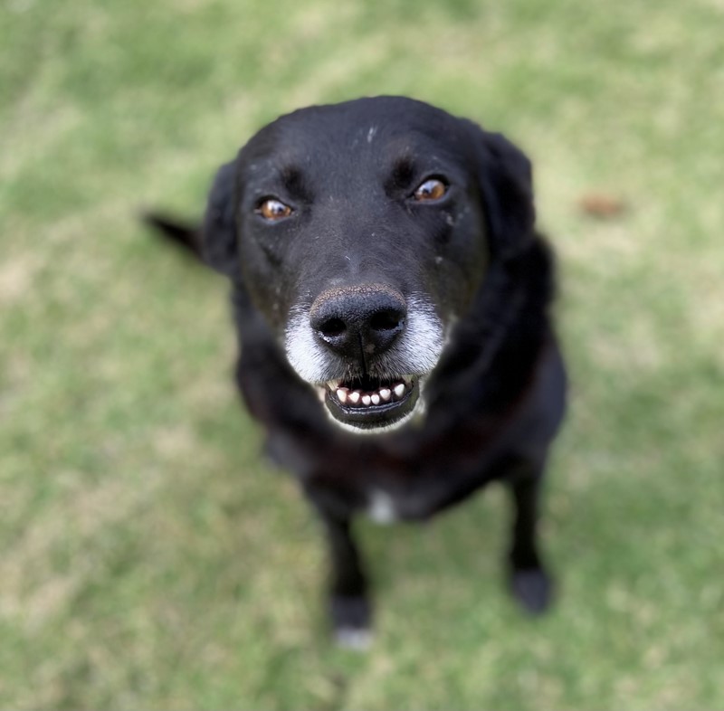 Benson best sale black lab