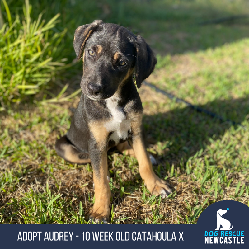 Catahoula best sale x kelpie