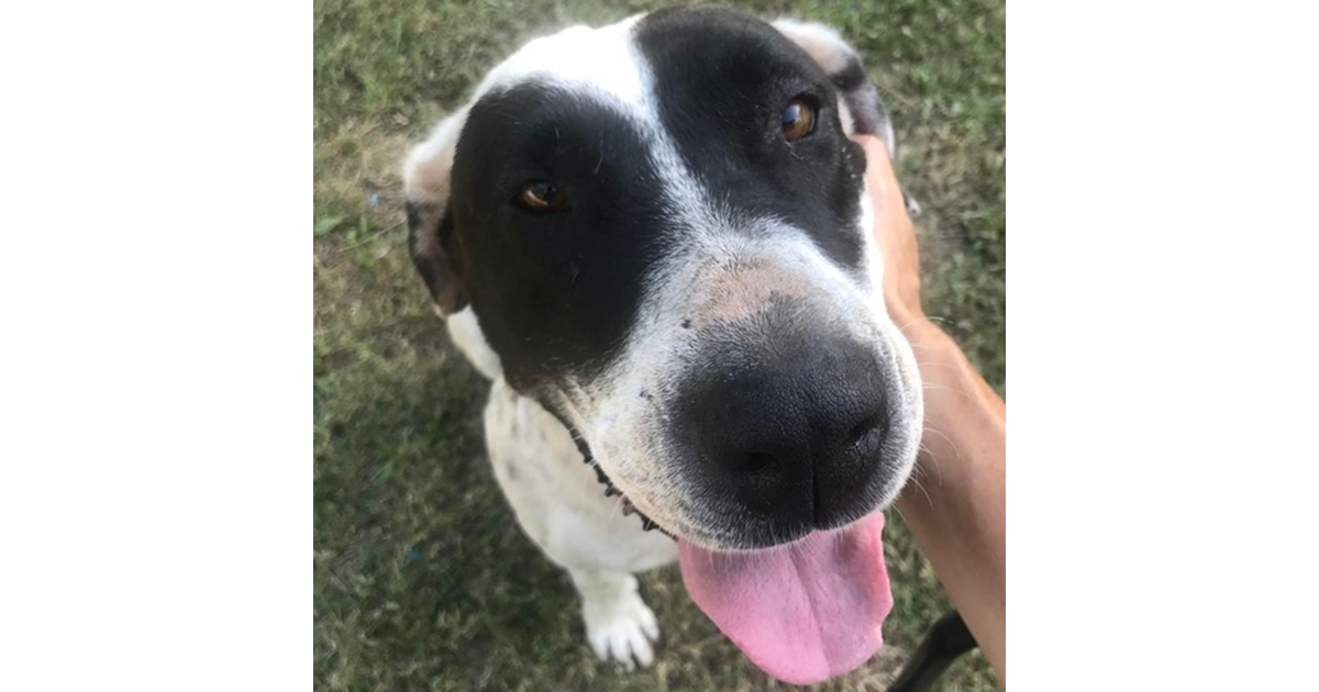 Adopt Penny from Brisbane QLD AdoptADog