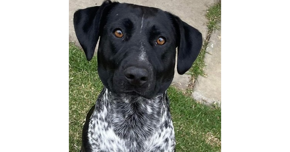 Adopt Ducky from Traralgon VIC AdoptADog