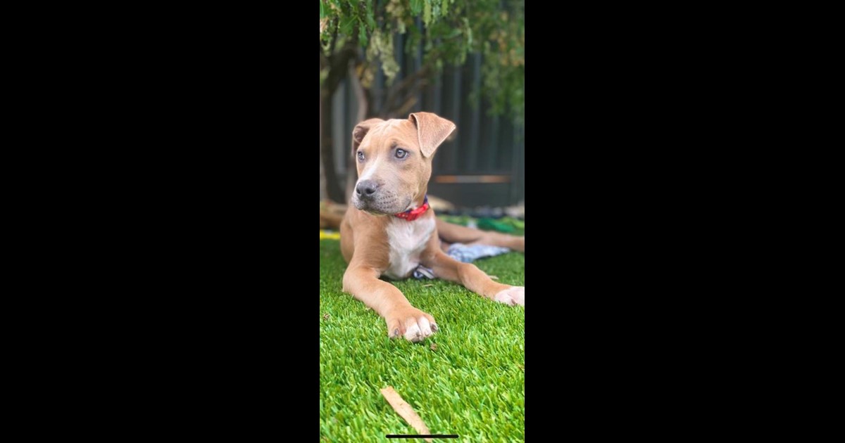 Adopt Modric from Airport West VIC AdoptADog