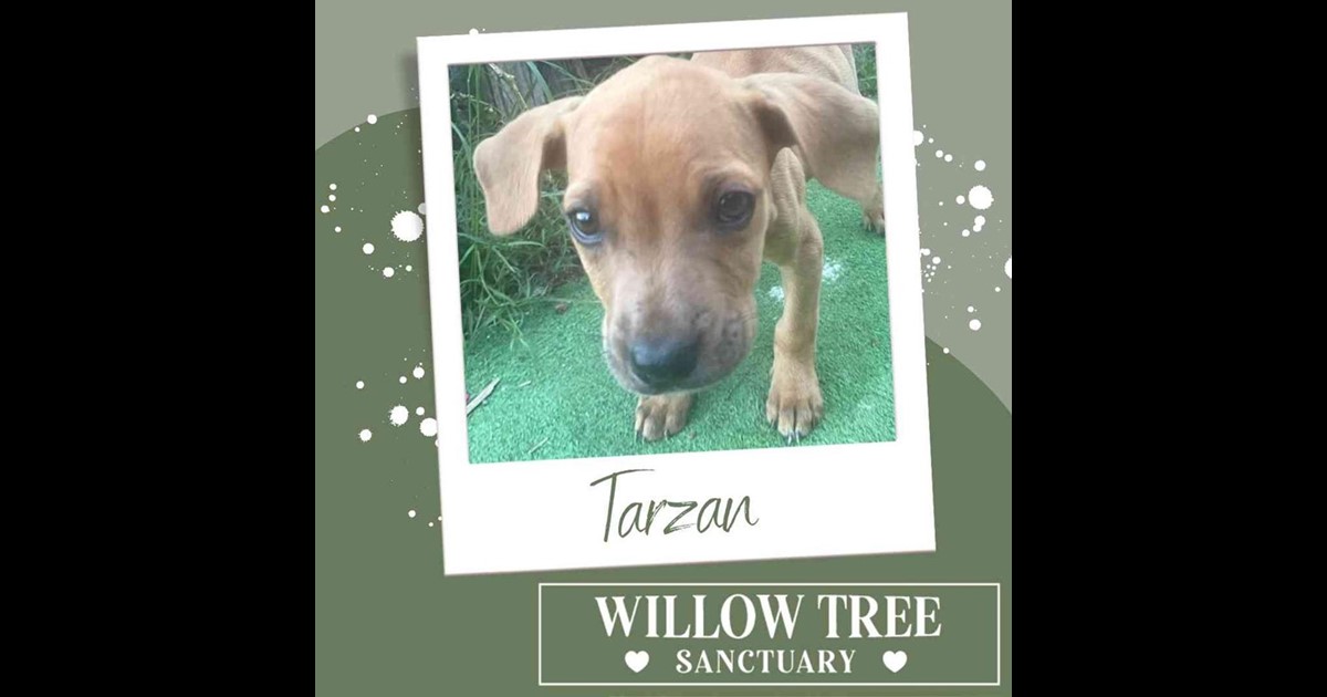 Adopt Tarzan from Byron Bay NSW AdoptADog