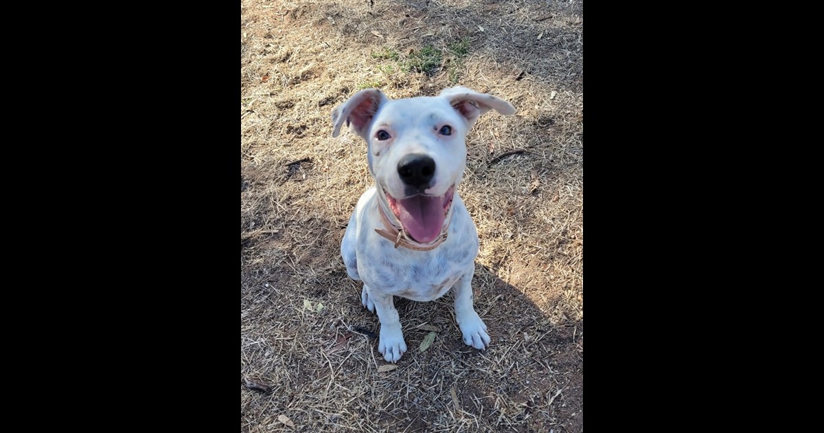 Adopt Hanni from Adelaide SA AdoptADog