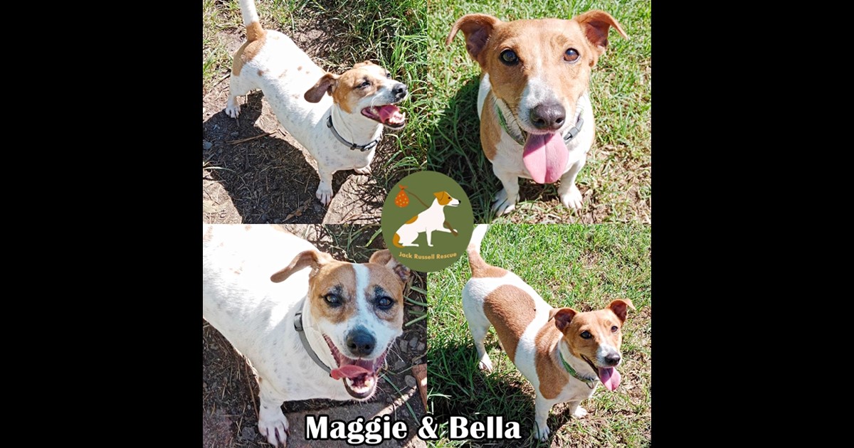 Adopt Maggie from Londonderry NSW AdoptADog