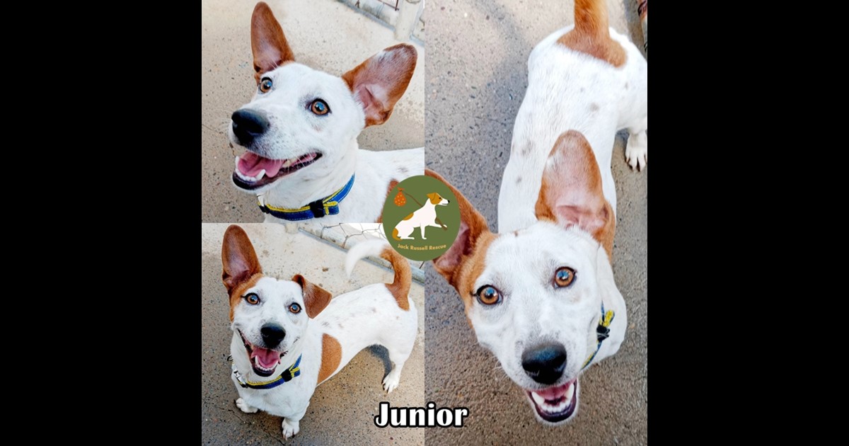 Adopt Junior from Londonderry NSW AdoptADog