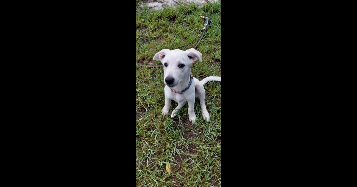 Adopt Milly from Toowoomba QLD AdoptADog