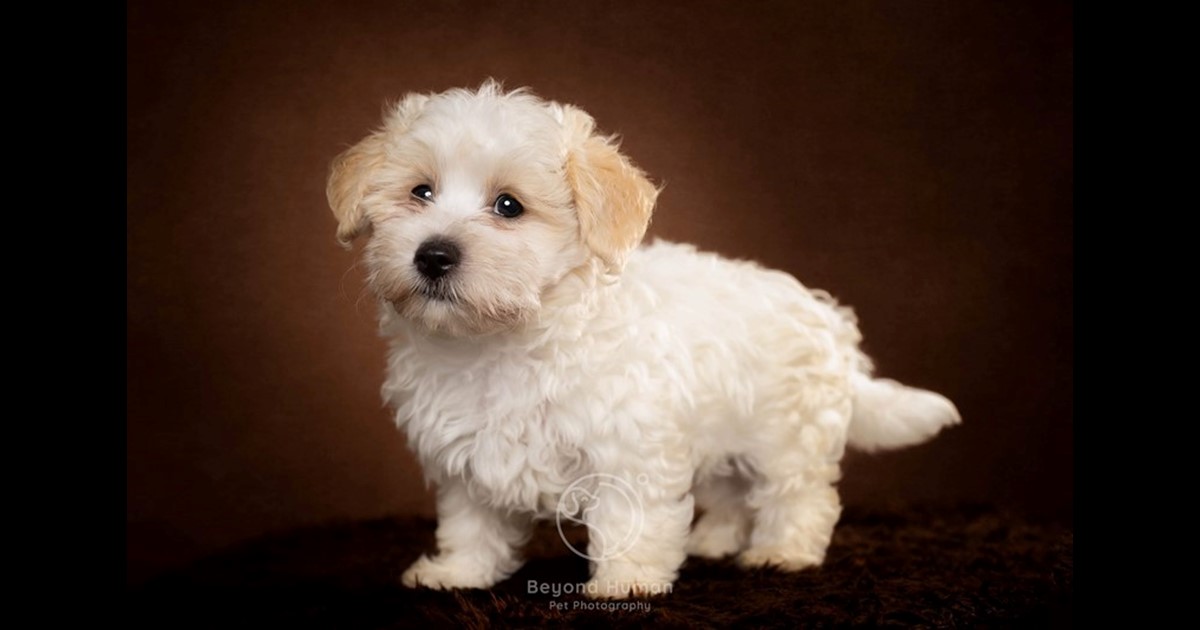 Adopt Ren from Brisbane QLD AdoptADog