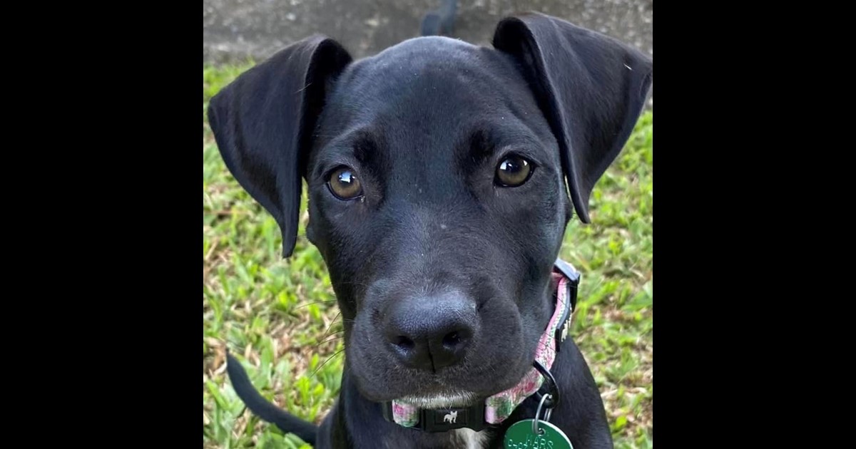 Adopt Braeby from Mackay QLD AdoptADog