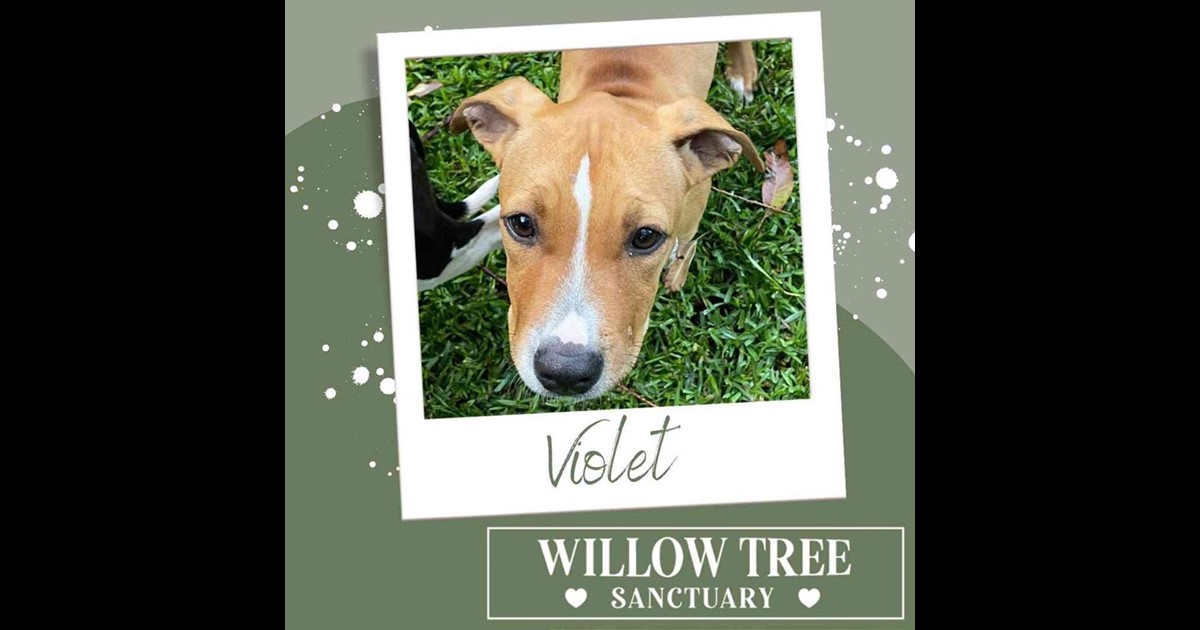 Adopt Violet from Sydney NSW AdoptADog