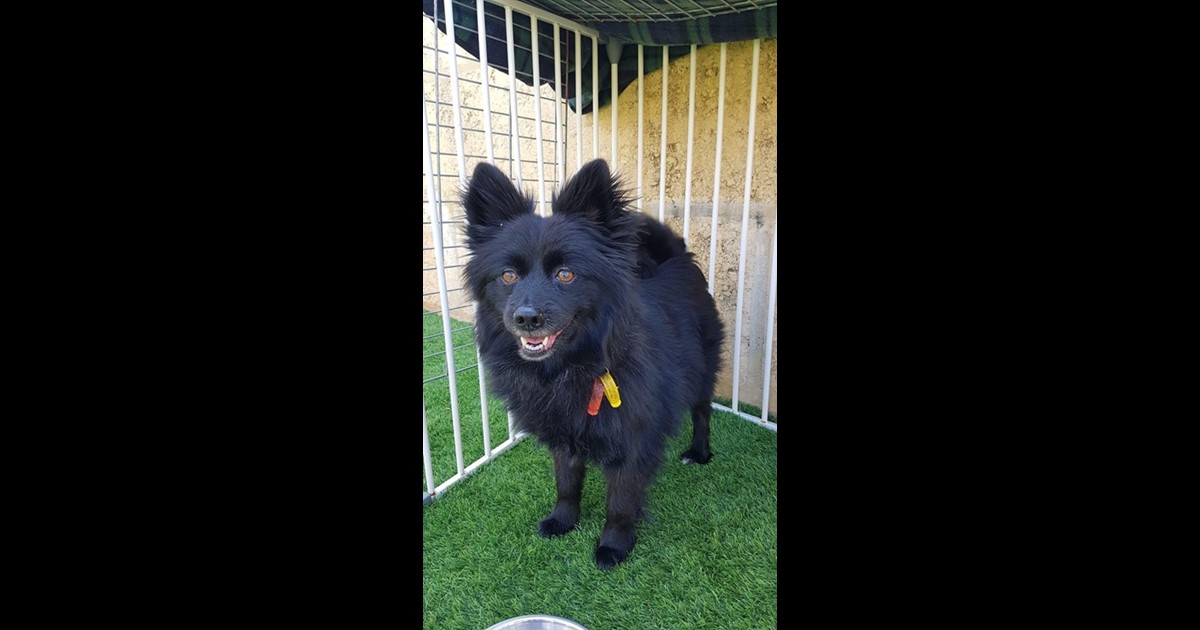 Adopt Pip from West Busselton WA AdoptADog