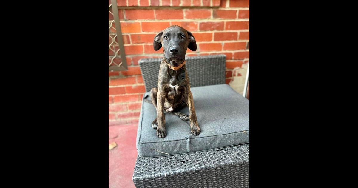 Adopt Puppy Fletch from Perth WA AdoptADog