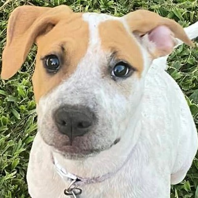 Adopt Penny from Mackay QLD AdoptADog